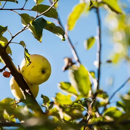 Bauernhaus Konukevi Kolsassberg