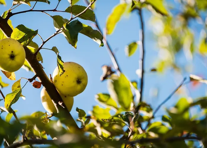 Bauernhaus Affittacamere Kolsassberg